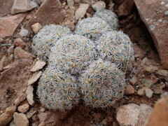 Pediocactus bradyi
