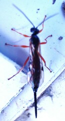 Pimpla sanguinipes erythropus