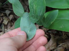 Uvularia perfoliata