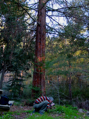 Sequoia sempervirens