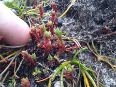 Crassula moschata