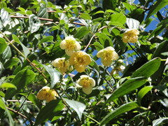 Philadelphus mexicanus