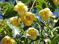Philadelphus mexicanus