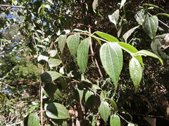 Philadelphus mexicanus