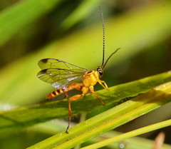 Echthromorpha agrestoria