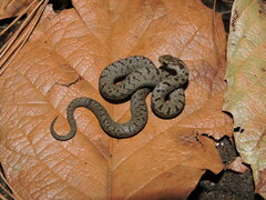 Storeria storerioides