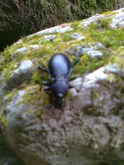 Carabus glabratus