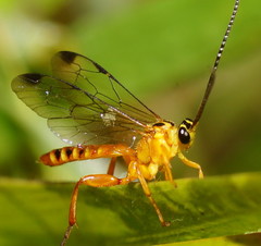 Echthromorpha agrestoria