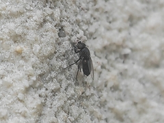 Milichiidae