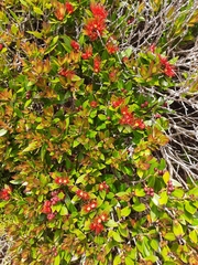 Metrosideros umbellata