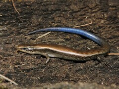 Plestiodon