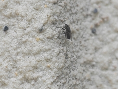 Milichiidae