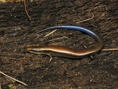 Plestiodon