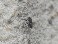 Milichiidae