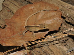 Anolis nebulosus