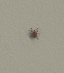 Coleoptera