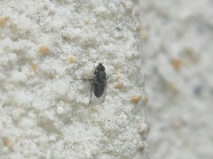 Milichiidae