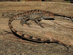 Sceloporus utiformis