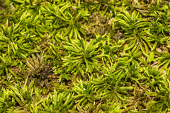 Climacium dendroides