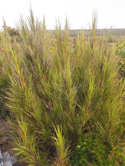 Dracophyllum longifolium