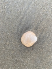 Lunarca ovalis