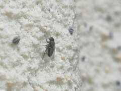 Milichiidae