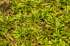 Climacium dendroides