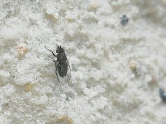 Milichiidae