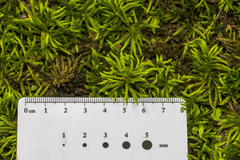 Climacium dendroides