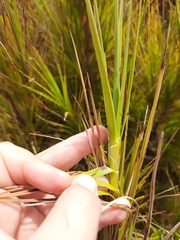 Dracophyllum longifolium
