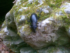 Carabus glabratus