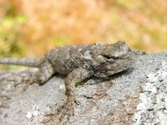 Sceloporus melanorhinus