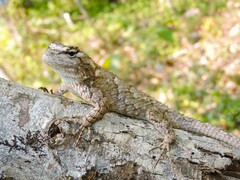 Sceloporus melanorhinus