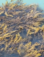 Carpophyllum maschalocarpum