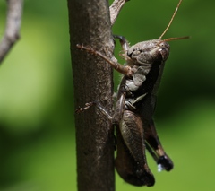Melanoplus ponderosus