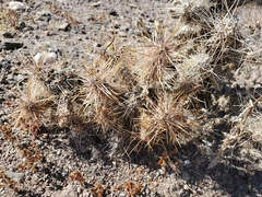 Grusonia kunzei
