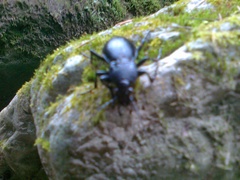 Carabus glabratus