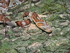 Trimorphodon paucimaculatus