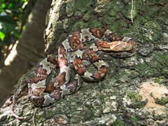 Trimorphodon paucimaculatus