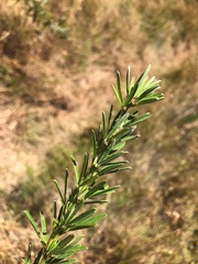 Lespedeza juncea