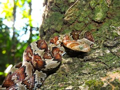 Trimorphodon paucimaculatus