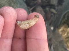 Eupentacta quinquesemita