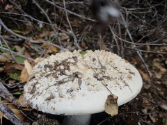 Amanita magniverrucata