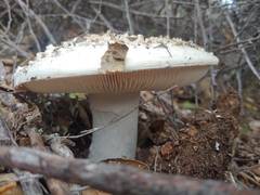 Amanita magniverrucata