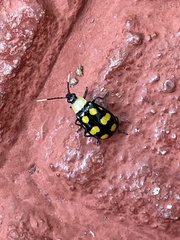 Diabrotica regalis