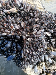 Xenostrobus neozelanicus