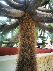 Consolea moniliformis