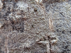 Lecanora hybocarpa