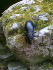 Carabus glabratus