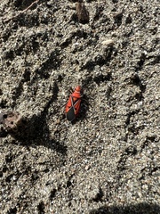 Dysdercus andreae